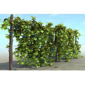 Vineyard Pack
